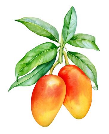 Watercolor illustration of mango tree branch with fruits and leaves isolated on white backgroundの写真素材