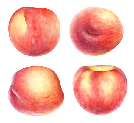 Watercolor illustration of peach fruits isolated on white backgroundの写真素材