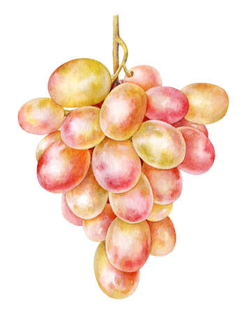 Watercolor realistic illustration of a bunch of grape islated on white background.の写真素材