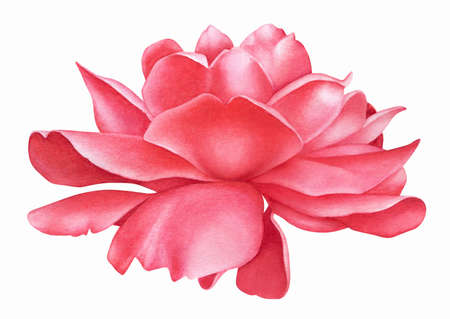 Watercolor illusrtation of a red rose flower head from a side view.の写真素材