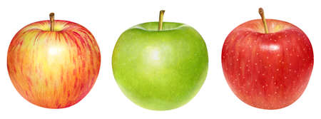 Watercolor realistic iilustrations of red and green apples isolated on white backgroundの写真素材