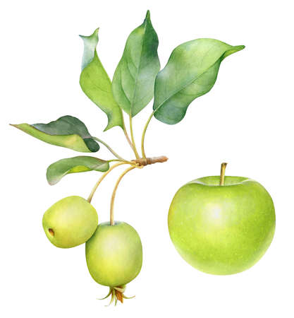 Watercolor illustration of green apples on the branch with leavesの写真素材