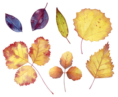 Collection of watercolor autumn leaves isolated on white backgroundの写真素材