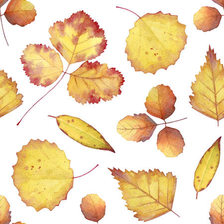 Seamless pattern with watercolor yellow autumn leaves on white background.の写真素材