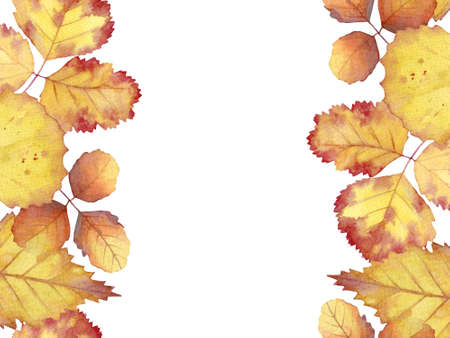 Seamless pattern of watercolor yellow autumn leaves on white background.の写真素材