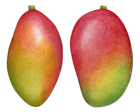 Collection of tropical ripe mango fruits isolated on white background. Botanical watercolor illustration.の写真素材