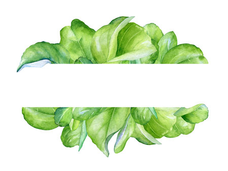 Floral design with watercolor lively green leaves isolated on white backgroundの写真素材