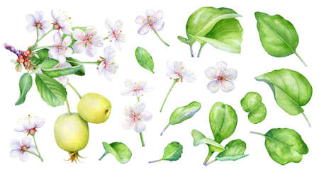 Watercolor collection of the apple tree branches, green leaves and flowers isolated on white backgroundの写真素材