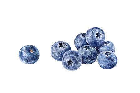Watercolor illustration of a pile of blueberries isolated on white backgroundの写真素材