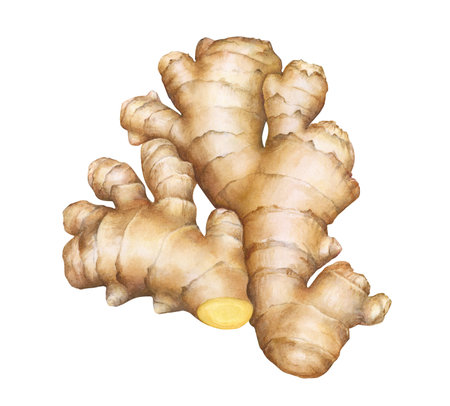 Watercolor realistic illustration of the ginger roots isolated on white backgroundの写真素材