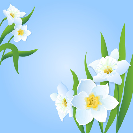 White daffodils on a blue background. Vector illustration.のイラスト素材