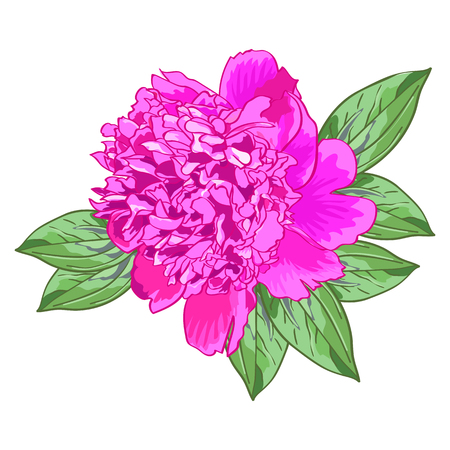 Single pink peony with green leavesの写真素材