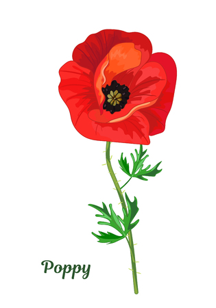 Red poppy with leavesのイラスト素材