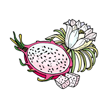 Pink pitaya.Summer tropical food for healthy lifestyle.Red dragon whole fruit and half,flower.Vector hand drawn illustration.Isolated sketch on a white background.のイラスト素材