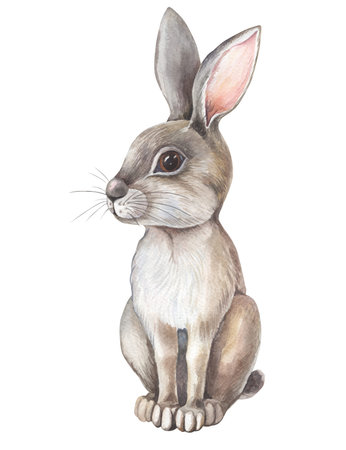 Watercolor gray Hare on white background. Isolated of grey Rabbit.Cute cartoon character. Watercolour Illustration with wild forest animal.の写真素材