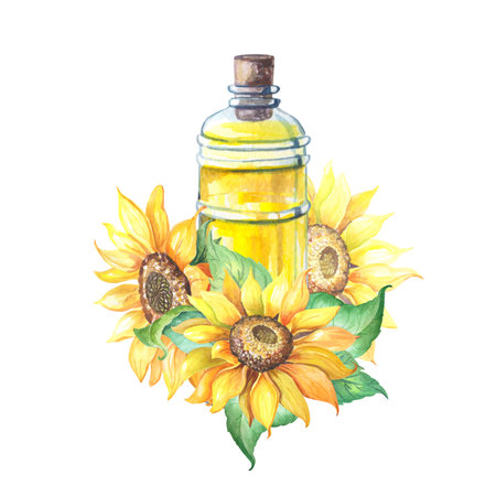 Watercolour sunflower oil in bottle. Yellow flower with green leaves.Helianthus izolated on white background.の写真素材