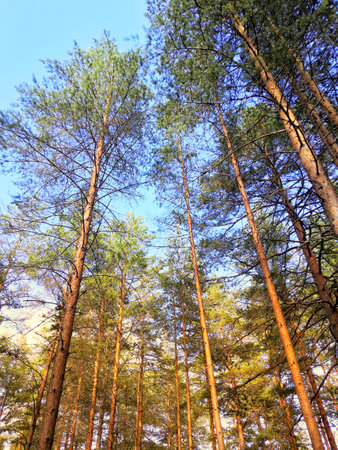 quiet forestの写真素材