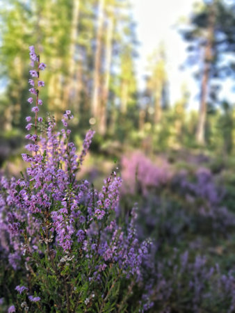 forest heatherの写真素材