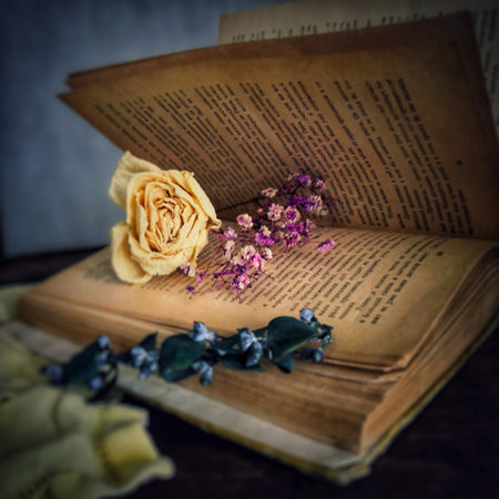 White Roseの写真素材