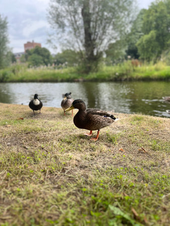 ducks on the bank of a pond in a park in summerの写真素材