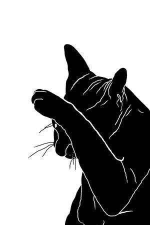 silhouette of the head of a cat, a black silhouette, white background, petの写真素材