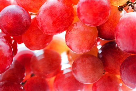 vine, juicy grapes, grape berries large, a reflection of grapes, aromatic grape, a new crop, fresh berriesの写真素材