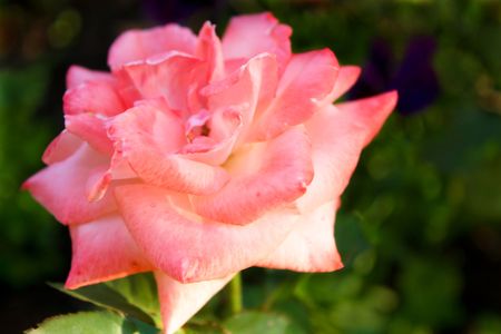 flower rosesの写真素材