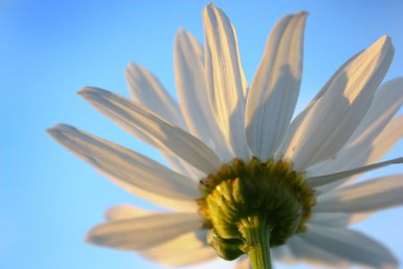 chamomile flowerの写真素材