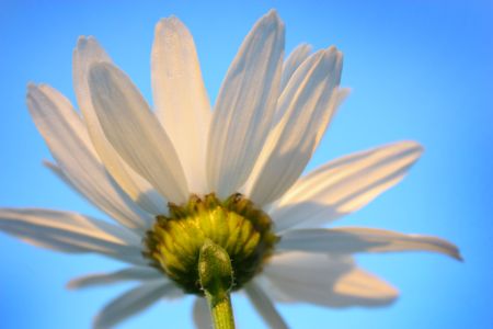 chamomile flowerの写真素材