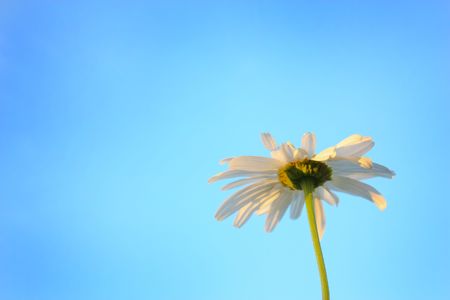 chamomile flower, sky blue, daisy plant, flowering daisies, calyx, petals are white, an annual plant, stem green, inflorescence beautifulの写真素材