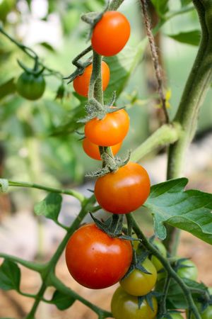 tomatoes on a branchの写真素材