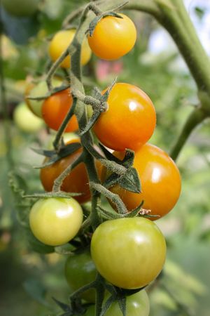 tomatoes on a branchの写真素材