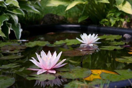 white water lilyの写真素材