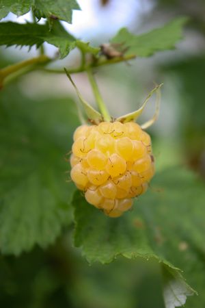 berry raspberryの写真素材