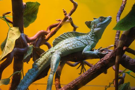 beautiful lizardの写真素材