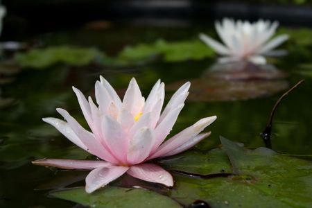 white water lilyの写真素材