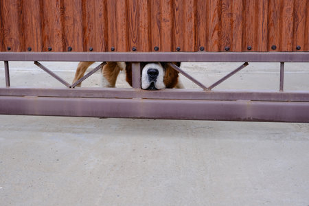 A large Alabai dog peeks out from under the gate of the protected area.の写真素材
