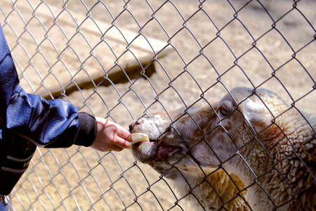 A child's hand feeds an animal sheep near a wire enclosure in a zoo close-up.の写真素材