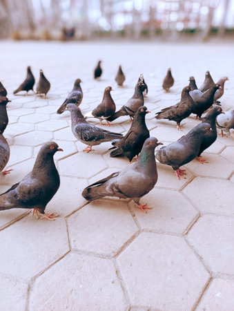 Feeding pigeons from hand in the park in summer