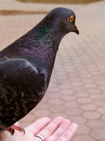 Feeding pigeons from hand in the park in summerの写真素材