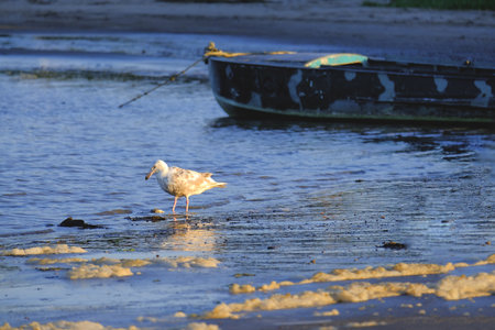 A seagull stands on a sandy beach shoreline near a weathered boat, captured in warm natural light with a calm water background, concept of coastal wildlife..の写真素材