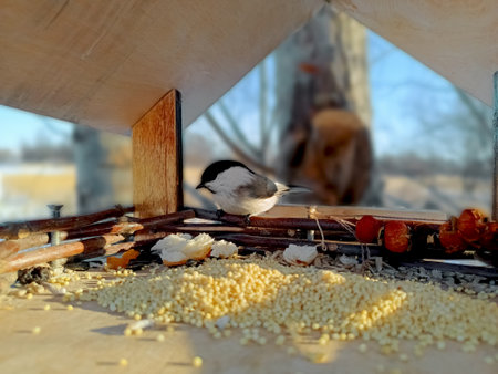 Little bird pecking seeds in homemade wooden bird feeder, on blurred forest background, winter feeding concept for wild animals..の写真素材