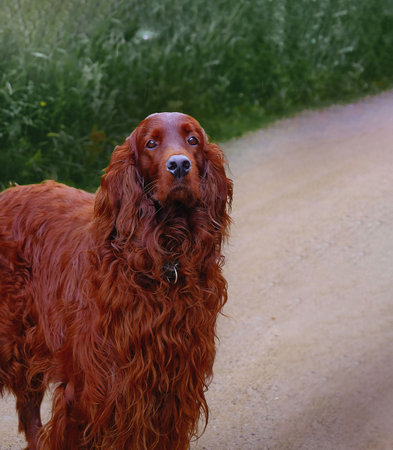 Portrait of Irish Setter dog with curly red fur in outdoor setting...の写真素材