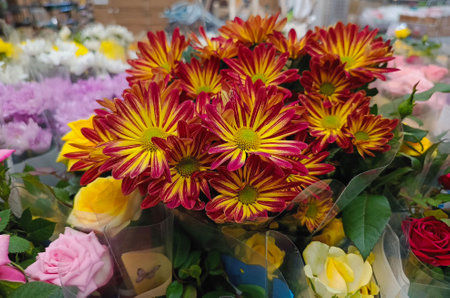 Bouquets of fresh, bright chrysanthemum flowers displayed on a store counter...の写真素材