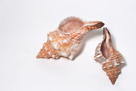 Two striped conch sea shells placed on white background in realistic photo style...
