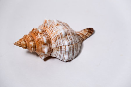 Close-up of a brown and white conch sea shell on white background surface...の写真素材