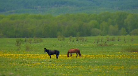 Horses grazing in a meadow with yellow wildflowersの写真素材