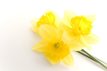 yellow daffodilsの写真素材