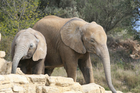 African Elephant 
