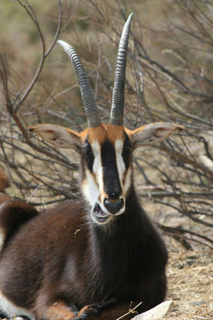 antelope (Hippotargues niger)